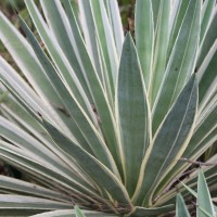 Yucca